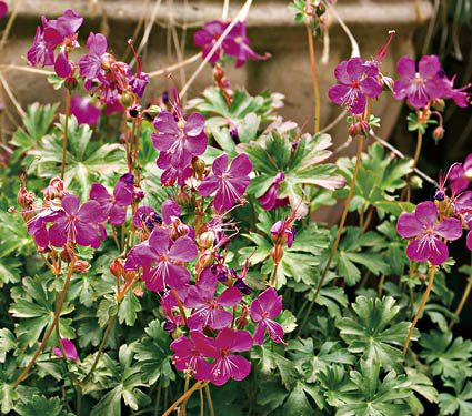 Geranium X Cantabrigiense Crystal Rose 