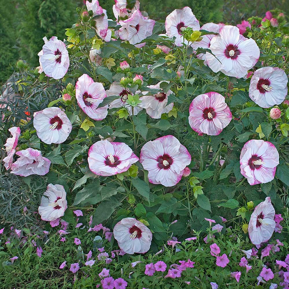 Hibiscus Summerific® Cherry Cheesecake White Flower Farm 2184