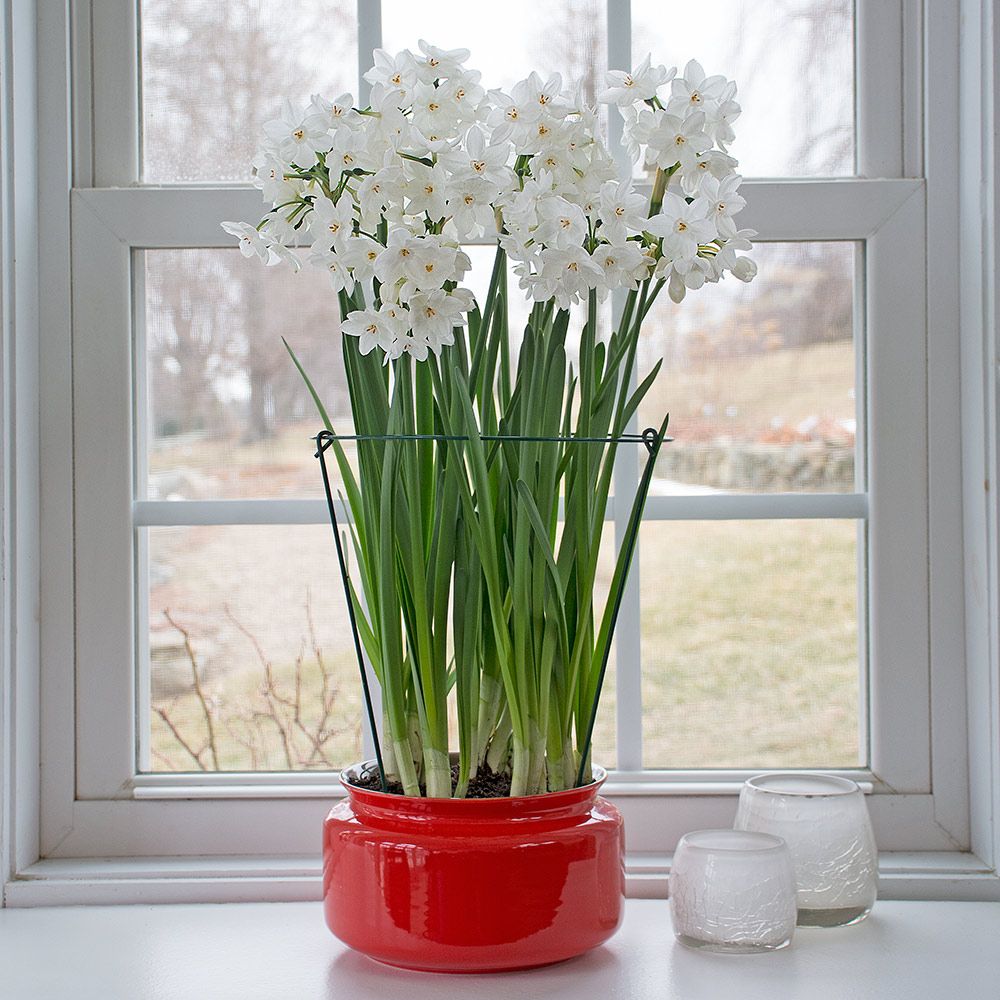 Paperwhite Ziva In Porcelain Forcing Bowl | White Flower Farm