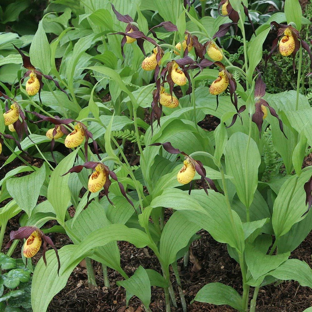 Cypripedium Chauncey 