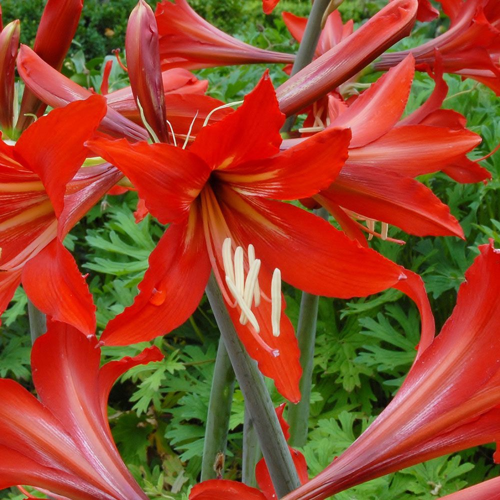 Amaryllis Balentino® White Flower Farm