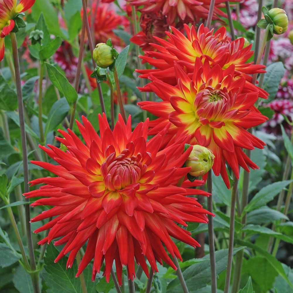 Dahlia Karma Bon Bini White Flower Farm