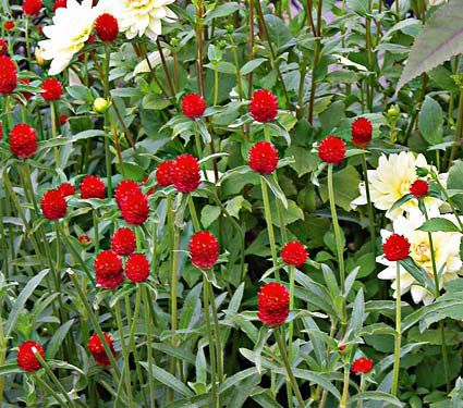 gomphrena strawberry globosa fields flower drought tolerant landscapes farm plants resistant amaranth globe whiteflowerfarm