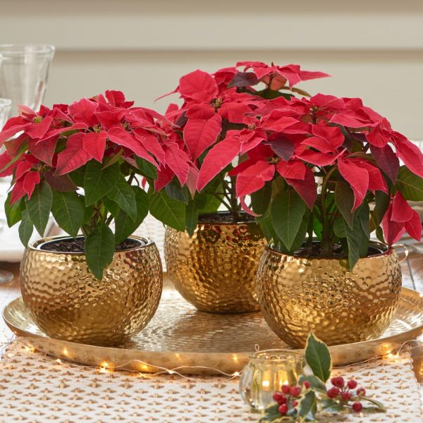 Trio Of Red Poinsettias In Golden Cachepots White Flower Farm