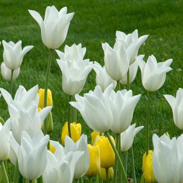 Lily Flowered Tulips White Flower Farm