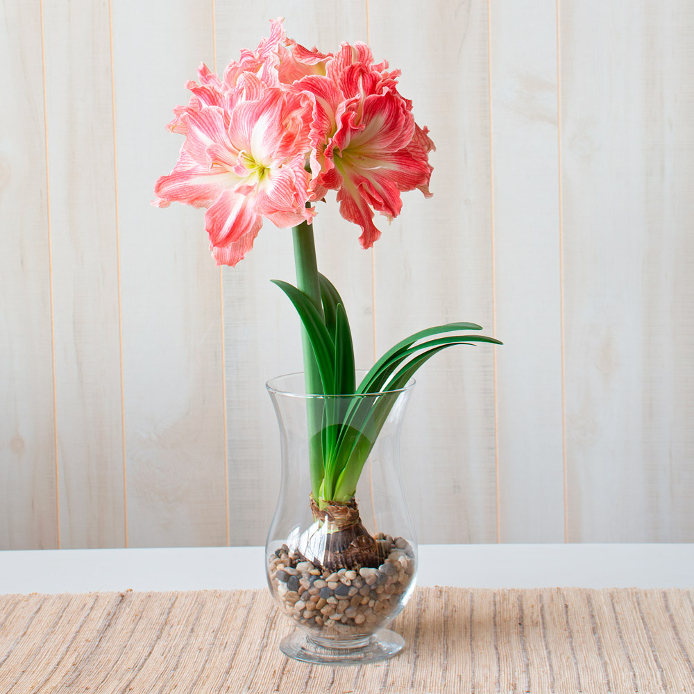 Amaryllis Pretty Nymph White Flower Farm