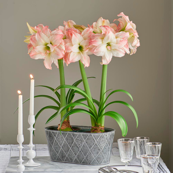 Amaryllis Aphrodite White Flower Farm