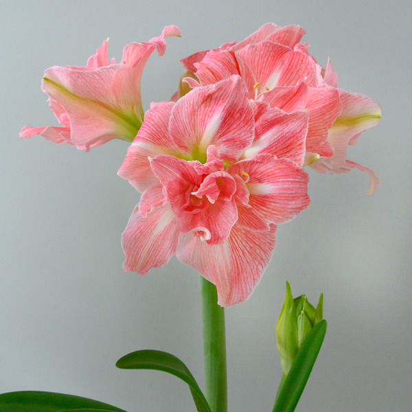 Amaryllis Lovely Nymph White Flower Farm