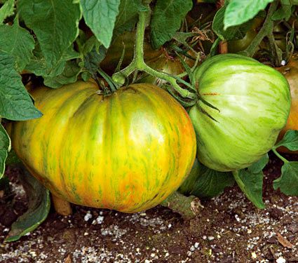 Tomato Berkeley Tie Dye 