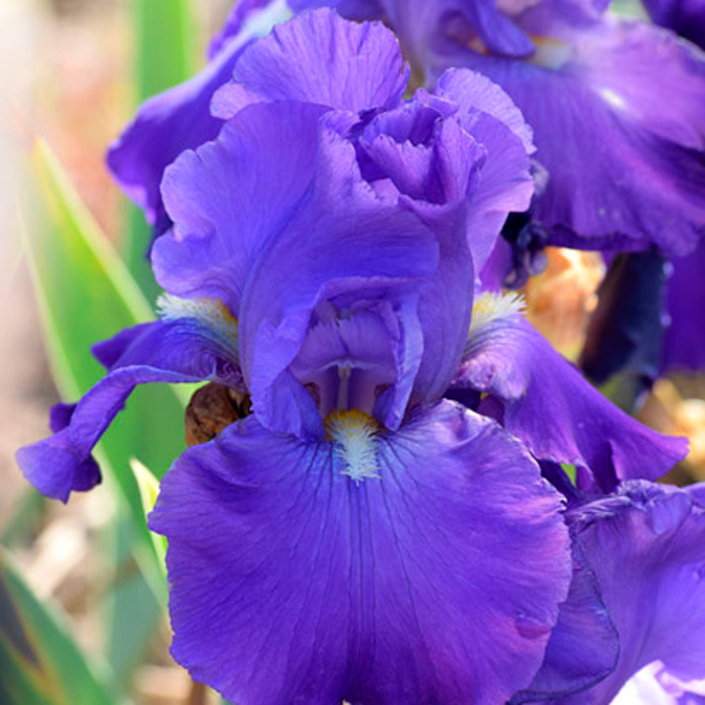 Iris Germanica Feedback Reblooming White Flower Farm