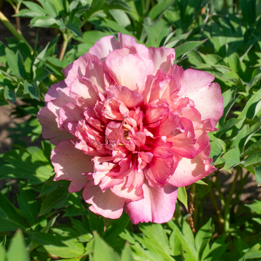 Peony Hillary Itoh Peony White Flower Farm