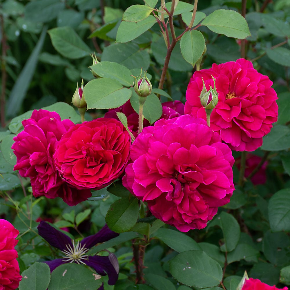 Rose Tess Of The D Urbervilles White Flower Farm