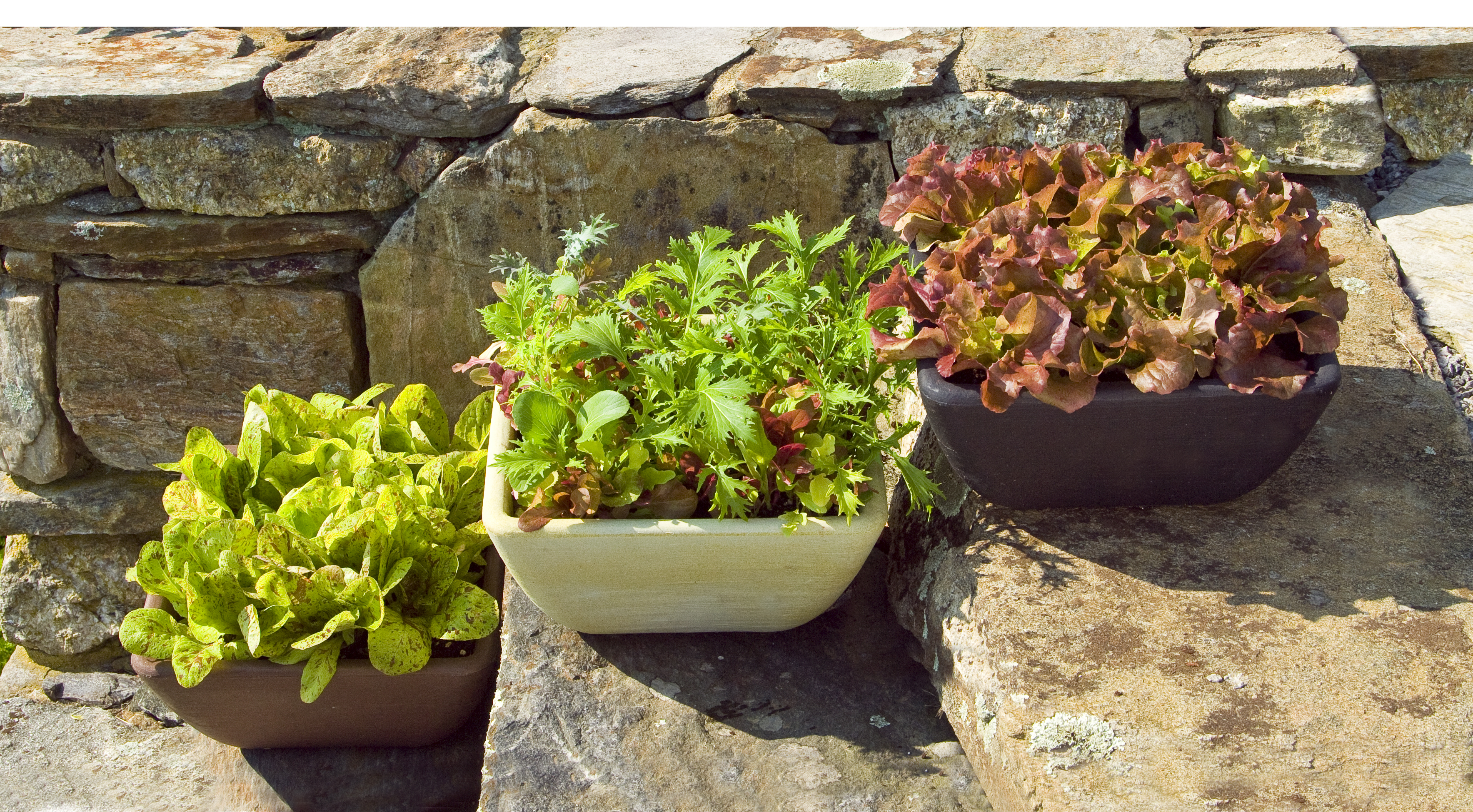 Six Great Containers for Growing Vegetables