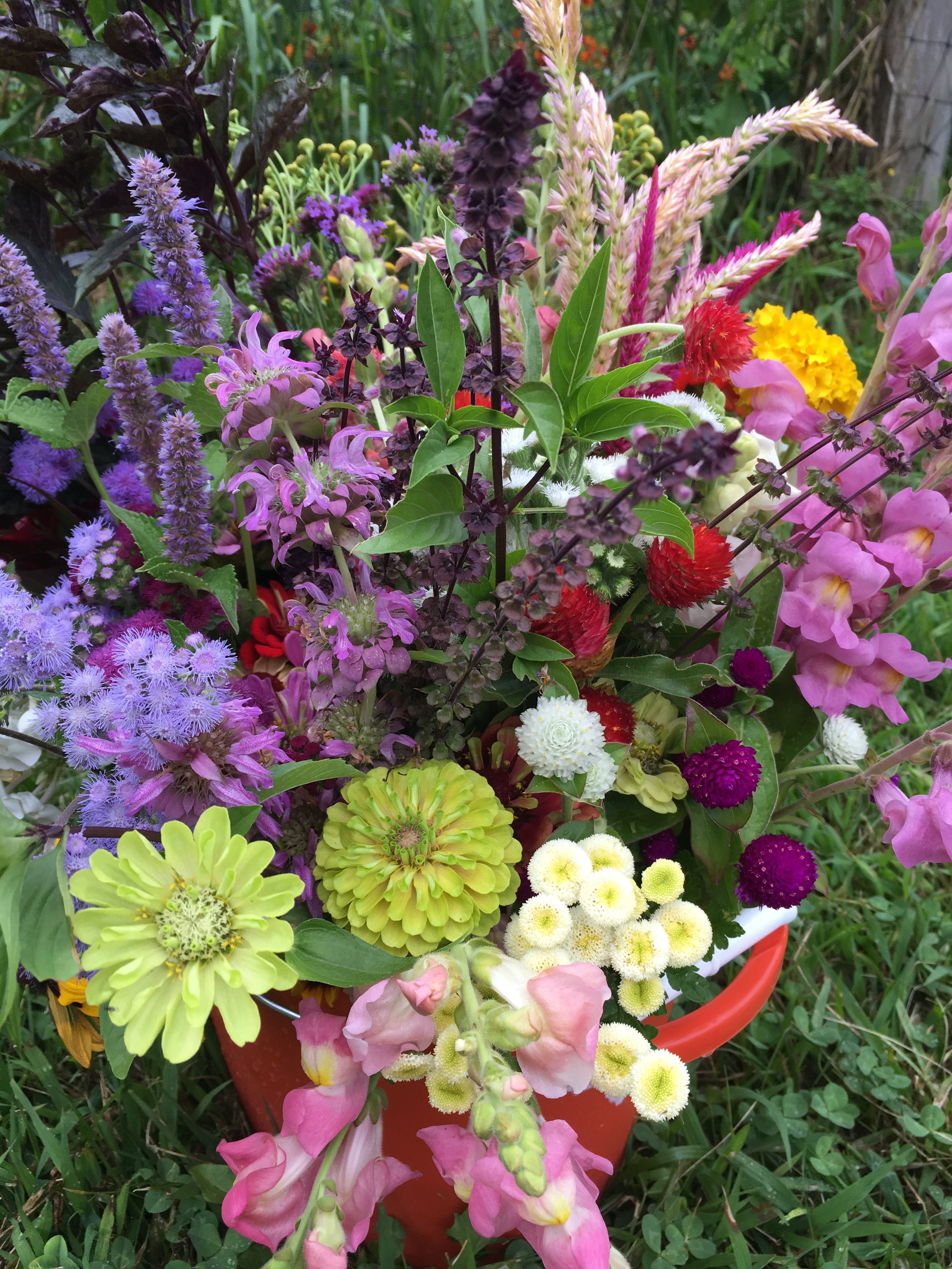 Field Tips for Harvesting Cut Flowers - White Flower Farm's blog