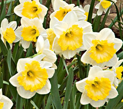 Weatherproof Large-Cupped Daffodil Mix | White Flower Farm