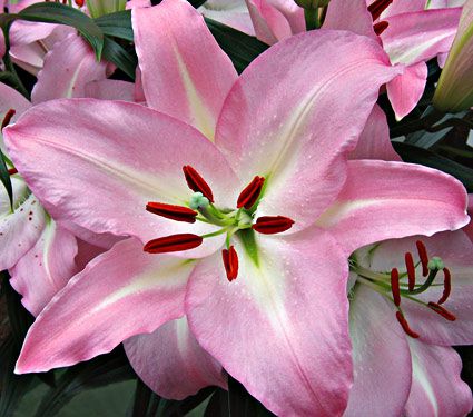 Lilium Pink Pearl | White Flower Farm