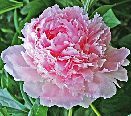 Paeonia Whopper | White Flower Farm