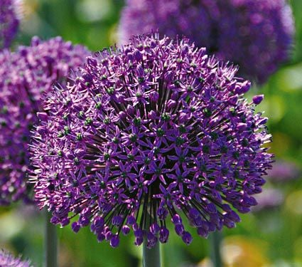 Allium Collection Garden Globes | White Flower Farm