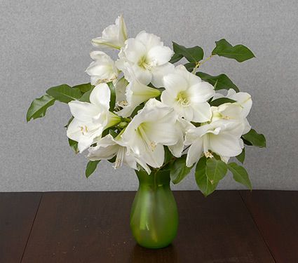 White Amaryllis Bouquet | White Flower Farm