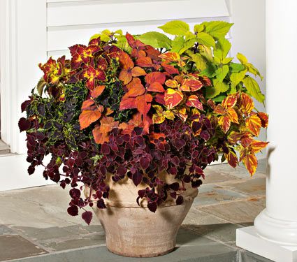 Coleus Symphony Annual Collection 6 plants | White Flower Farm