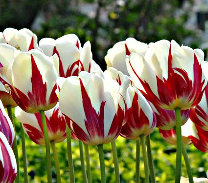 Rembrandt Tulip Mix | White Flower Farm