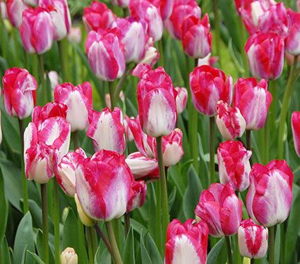 Tulip Just Kissed | White Flower Farm