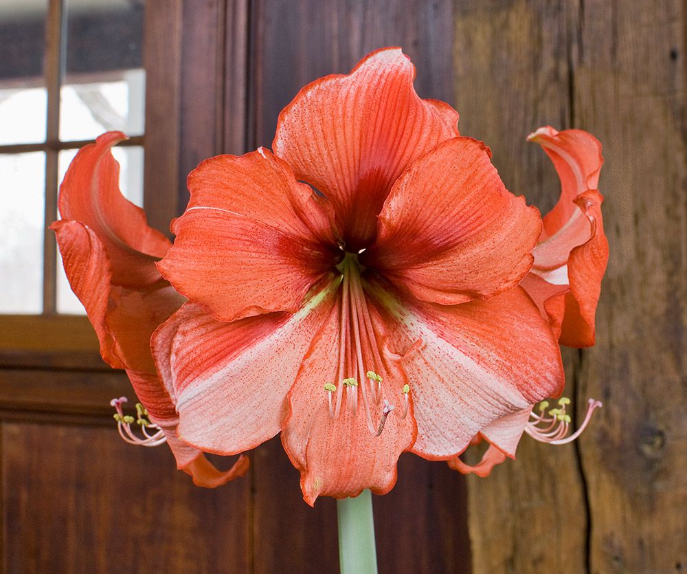 Amaryllis Coral Beach | White Flower Farm