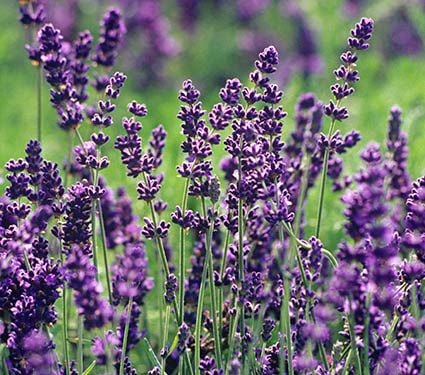 Lavandula angustifolia | White Flower Farm