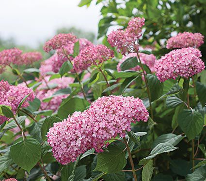 Hydrangea arborescens Invincibelle® Spirit II | White Flower Farm