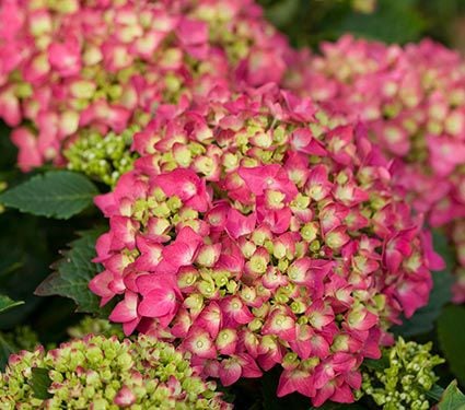 Hydrangea macrophylla Pink Shira™ | White Flower Farm