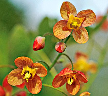 Epimedium x warleyense 'Orange Queen' | White Flower Farm