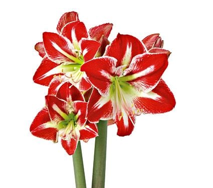 Amaryllis 'Spartacus' | White Flower Farm