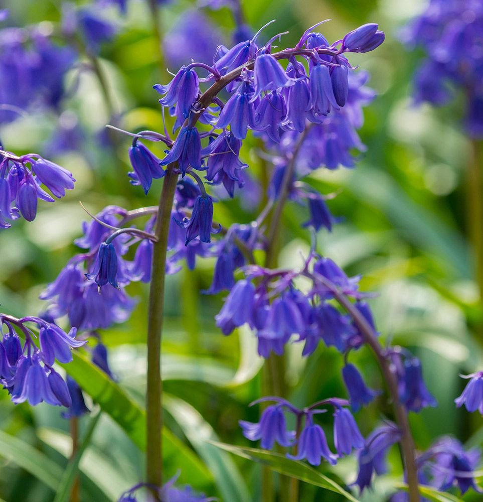 Hyacinthoides Bakkum Blue | White Flower Farm