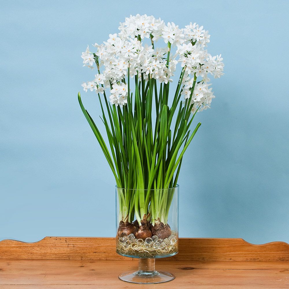 Paperwhite Ziva in Footed Glass Vase | White Flower Farm