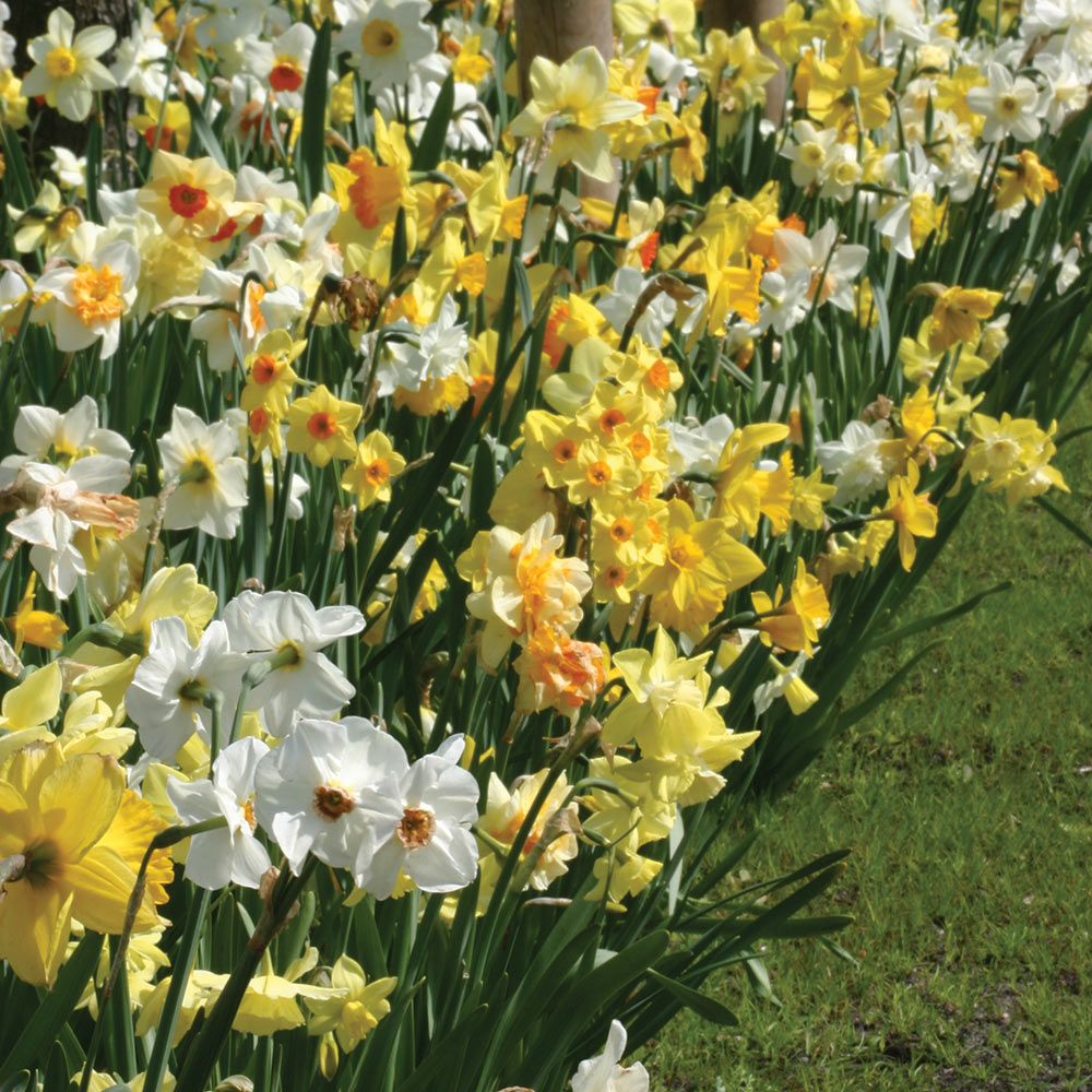Daffodil — Green Acres Nursery & Supply