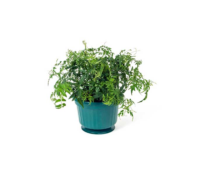 Jasmine in a hanging pot White Flower Farm