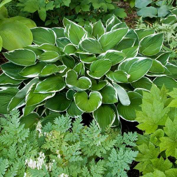 Emerald Isle Hosta Collection | White Flower Farm