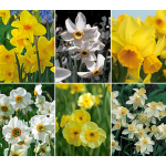 Scent of Spring Daffodil Mixture | White Flower Farm