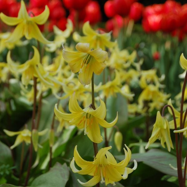 Erythronium 'Pagoda' | White Flower Farm