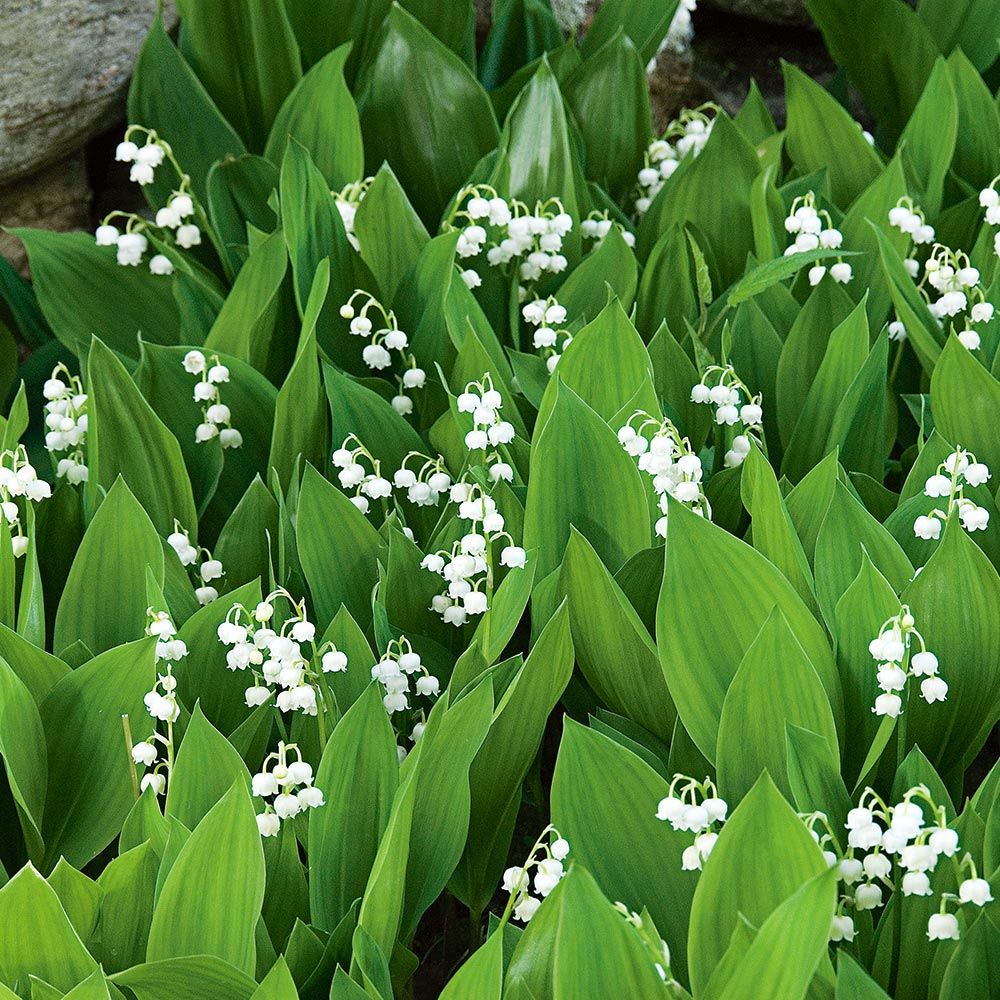 Giant Lily of the Valley