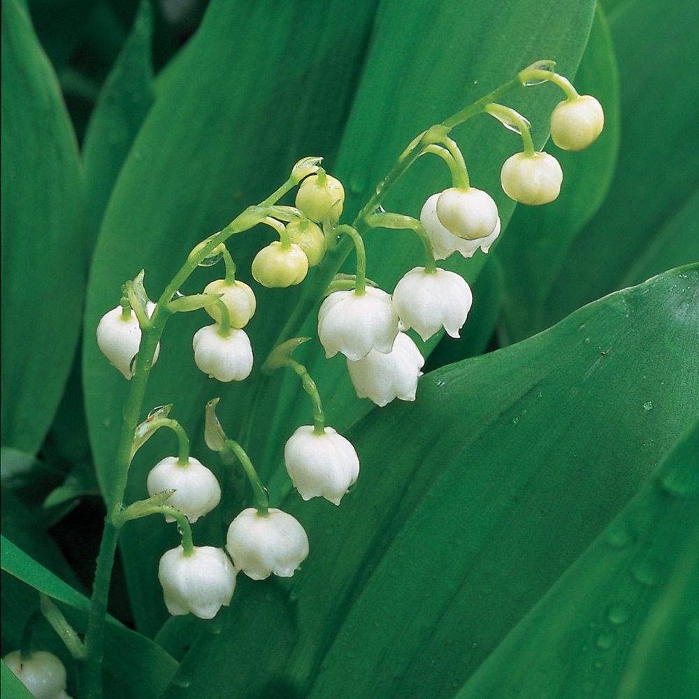 Convallaria majalis - Lily-of-the-Valley | White Flower Farm