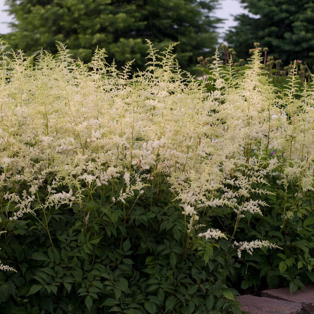 Astilbe x arendsii Bridal Veil | White Flower Farm