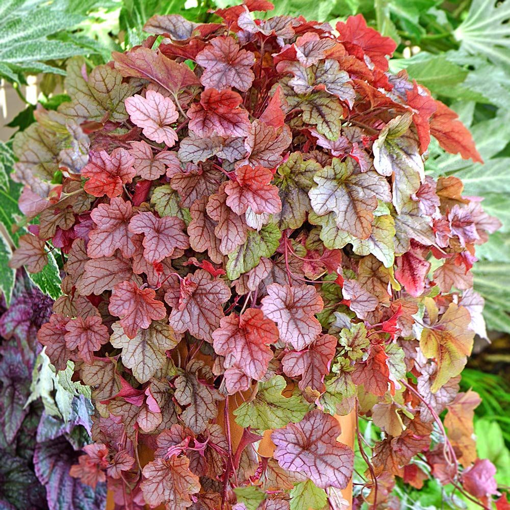 Heucherella | White Flower Farm