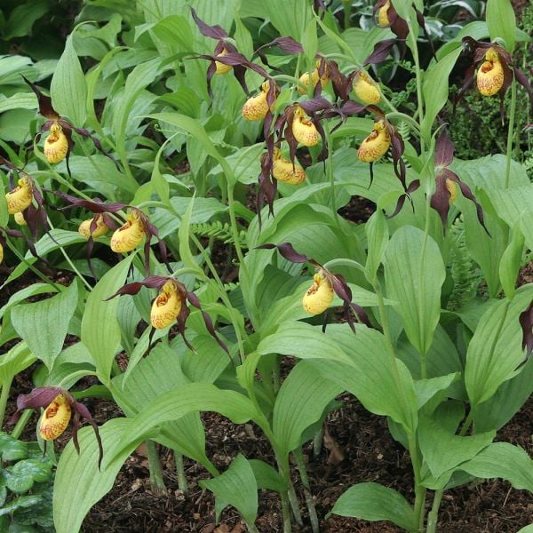 Cypripedium Chauncey | White Flower Farm