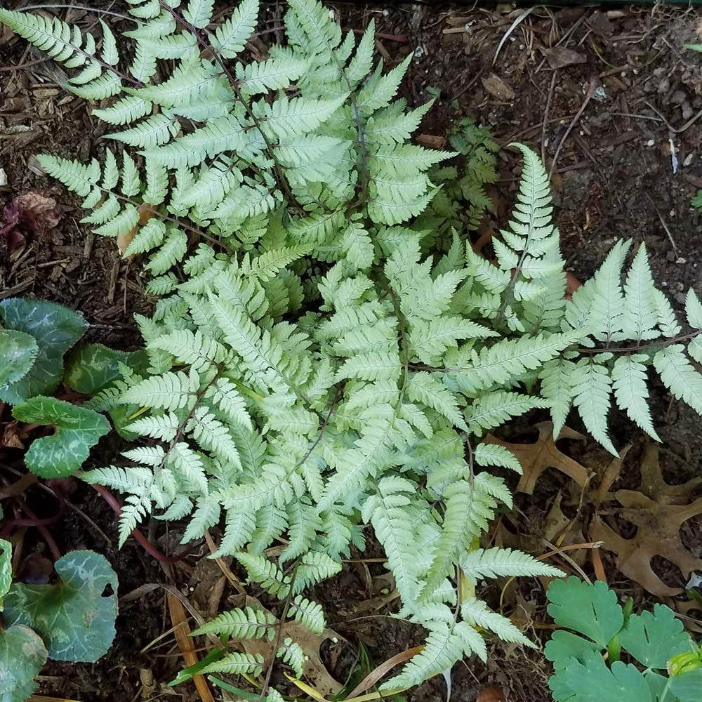 Athyrium niponicum pictum ‘Pearly White’ | White Flower Farm