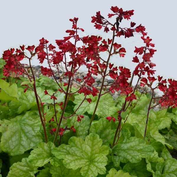 Heuchera Dolce® 'Appletini' | White Flower Farm