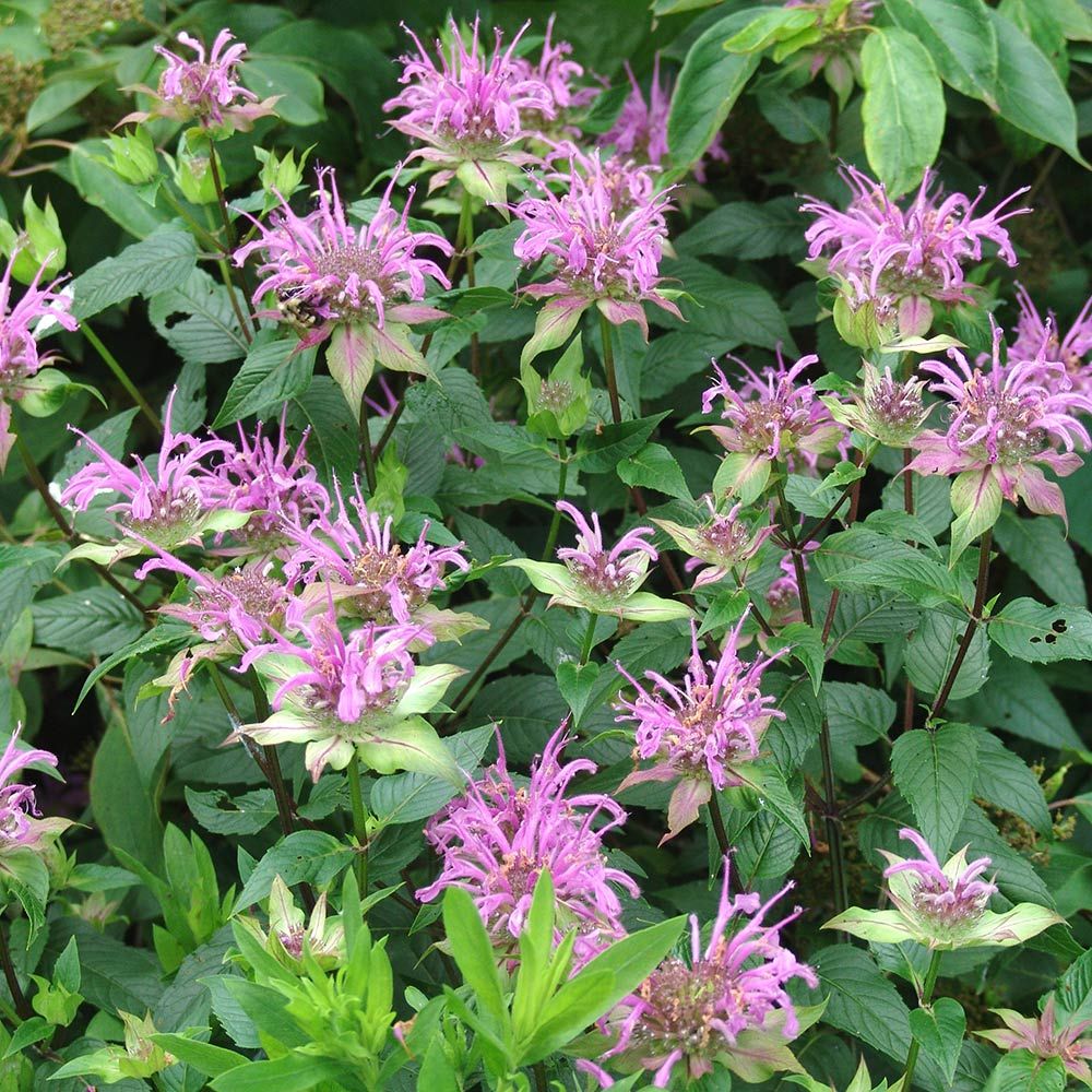 Monarda fistulosa | White Flower Farm