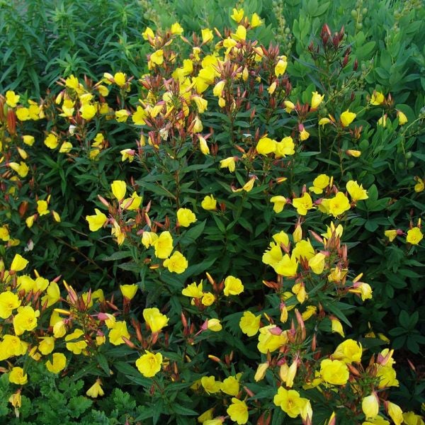 Oenothera fruticosa 'Fireworks' | White Flower Farm