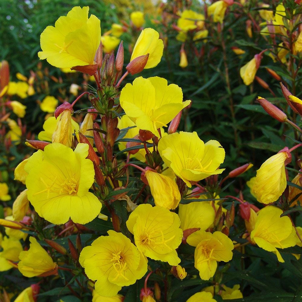 Oenothera fruticosa 'Fireworks' | White Flower Farm