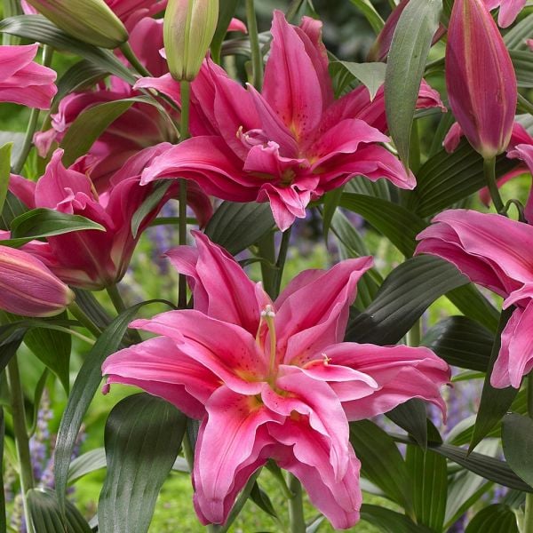 Lilium Roselily Elena® | White Flower Farm